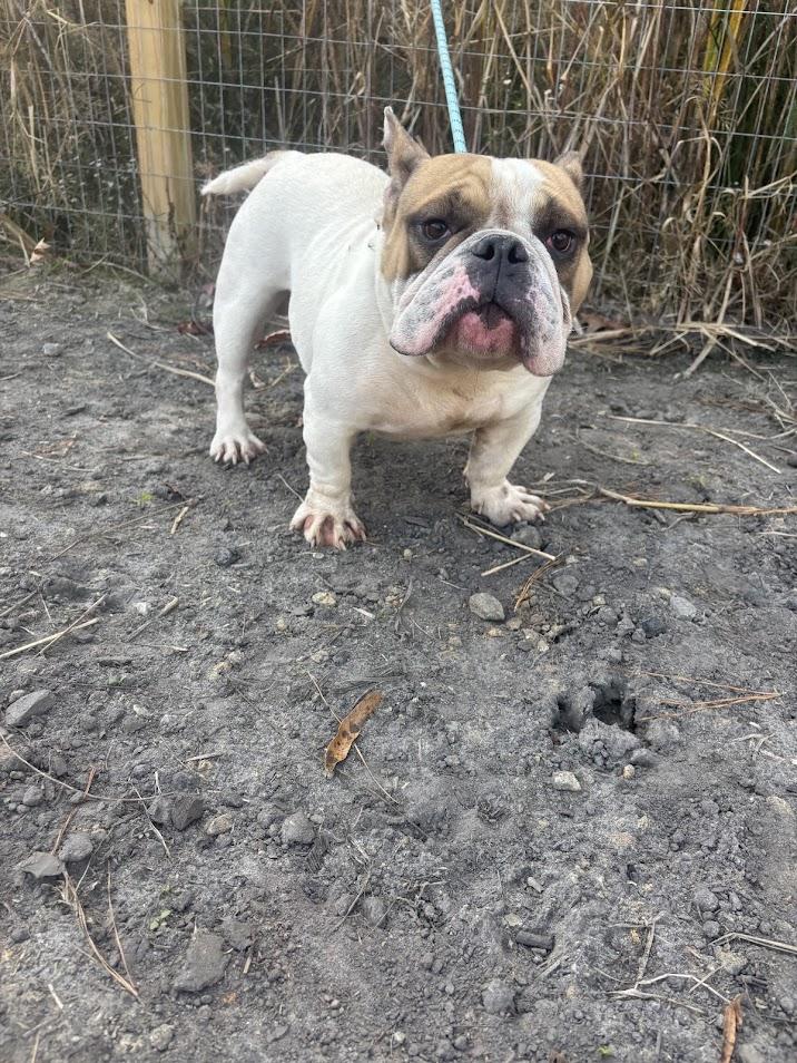 Chunkamonk, Adoptable, Adult Male French Bulldog & Bulldog.