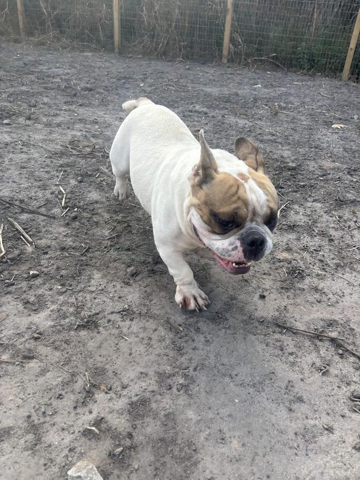 Chunkamonk, a Adoptable mixed breed in North Charleston, SC image 2/6