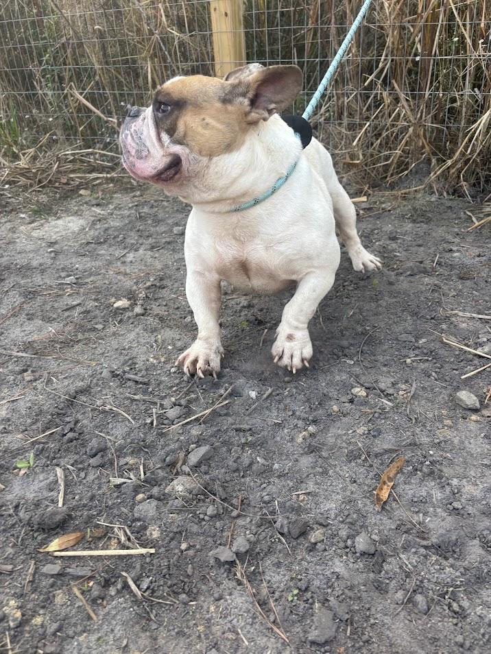 Chunkamonk, a Adoptable mixed breed in North Charleston, SC image 5/6