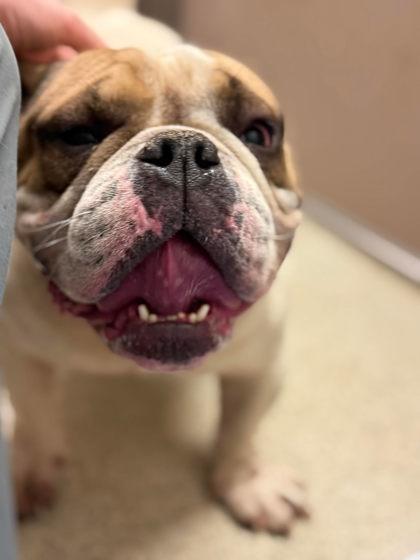 Chunkamonk, a Adoptable mixed breed in North Charleston, SC image 6/6