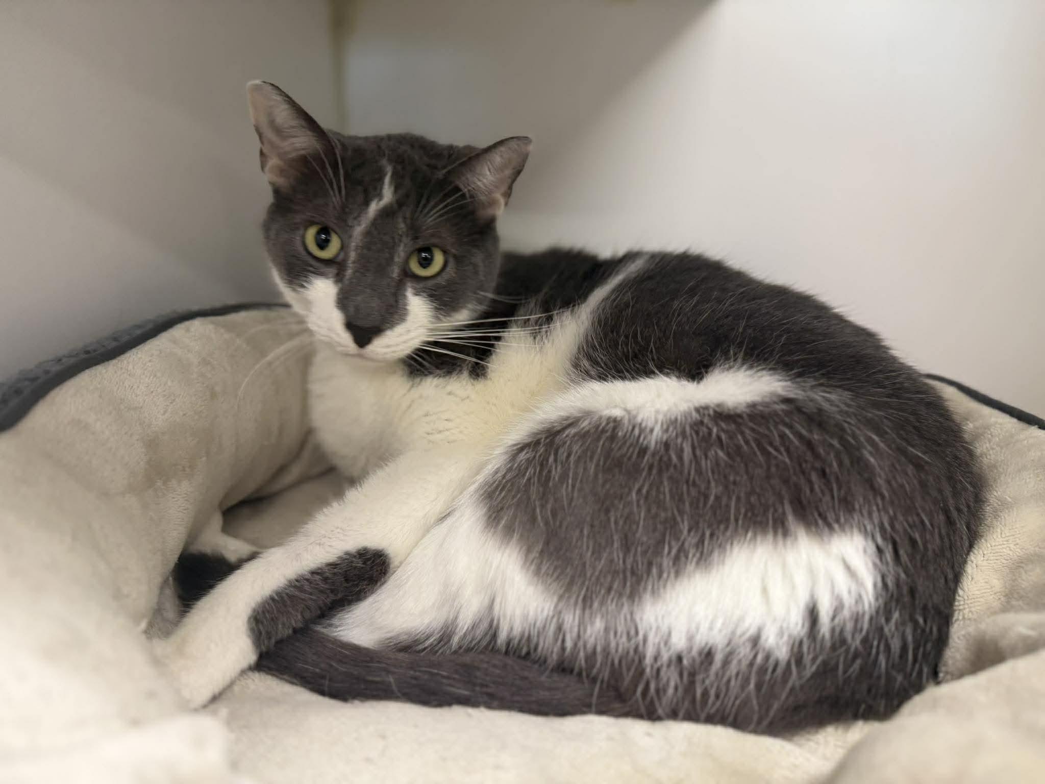 Enlarge JW, an adopted Domestic Short Hair in Leitchfield, KY image 2/2