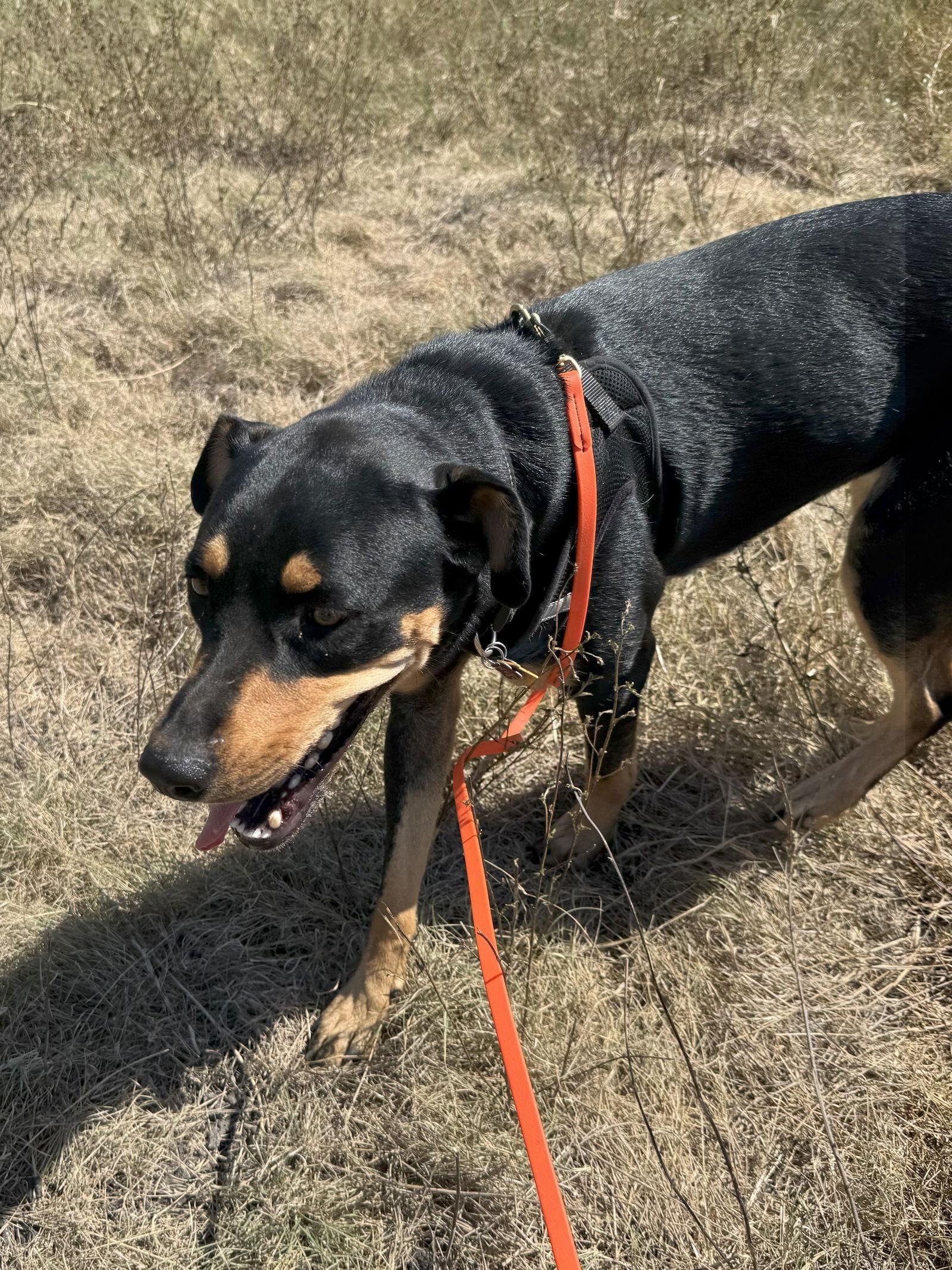 Enlarge Zula, a Adoptable Doberman Pinscher in San Antonio, TX image 1/3