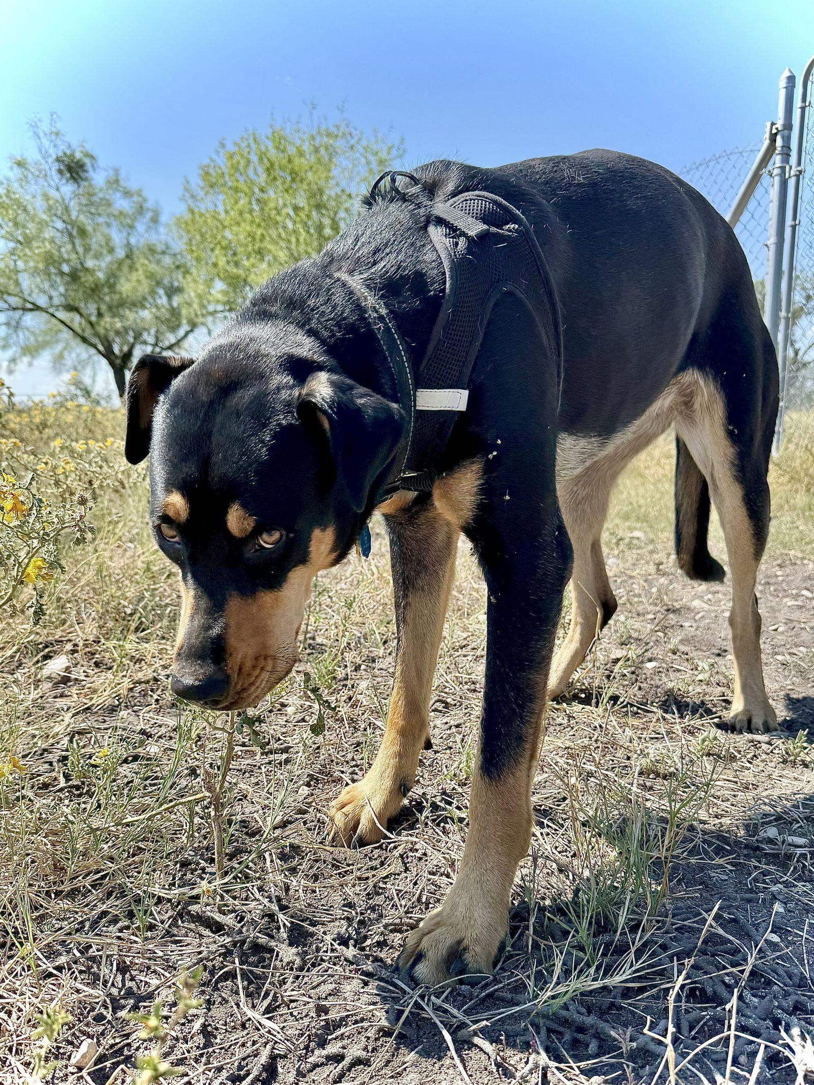Enlarge Zula, a Adoptable Doberman Pinscher in San Antonio, TX image 2/3