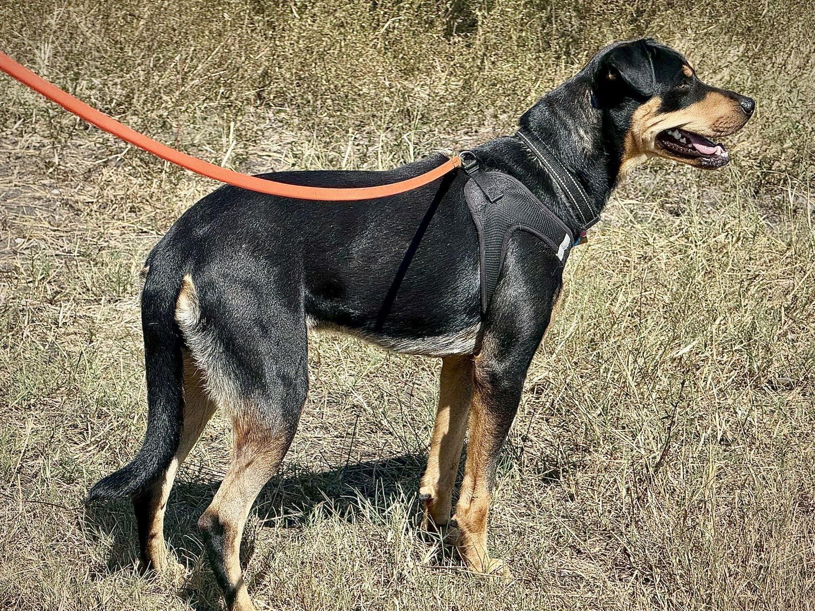 Enlarge Zula, a Adoptable Doberman Pinscher in San Antonio, TX image 3/3