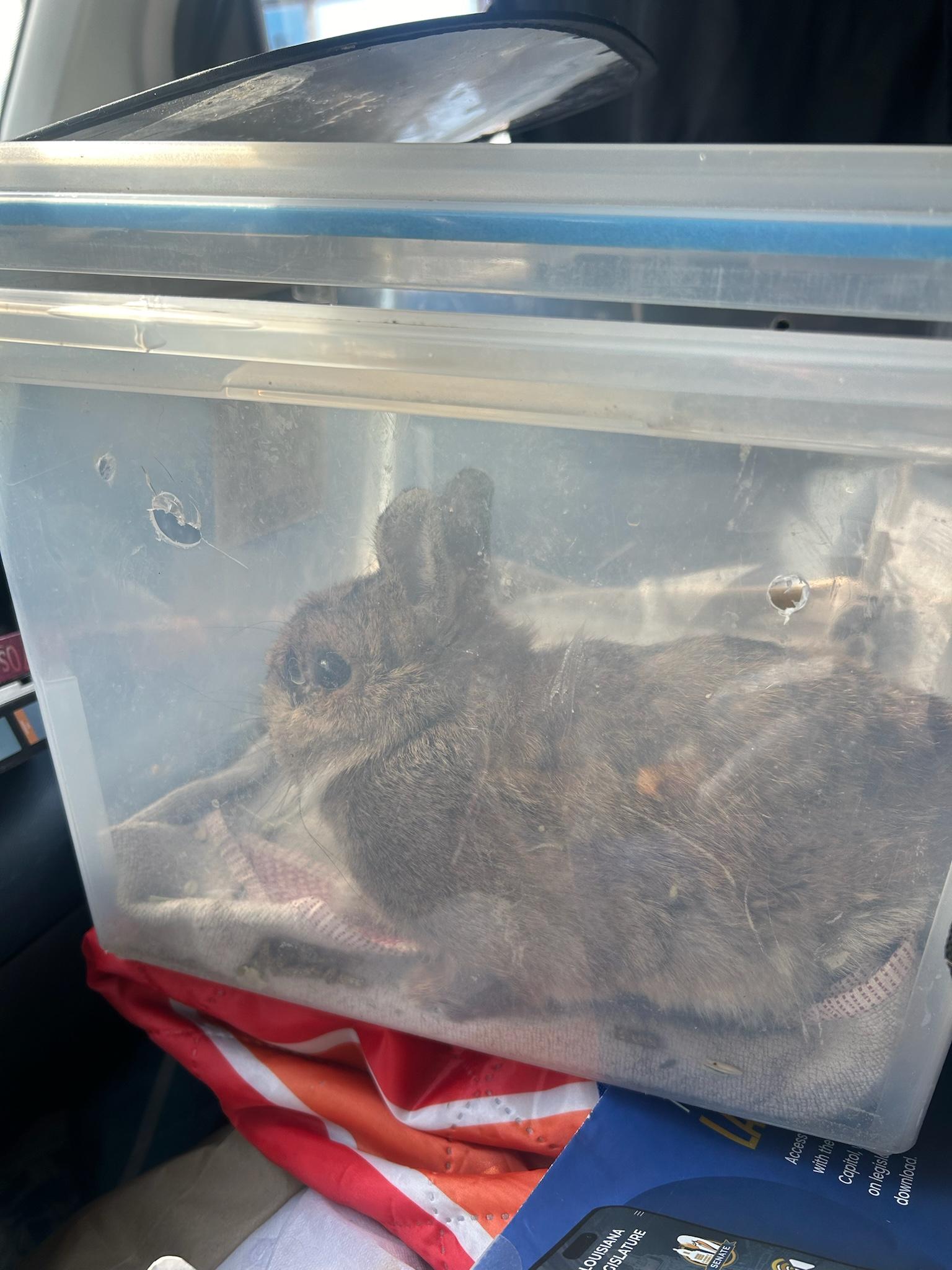 Teddy, a Adoptable mixed breed in Paradis, LA image 3/3