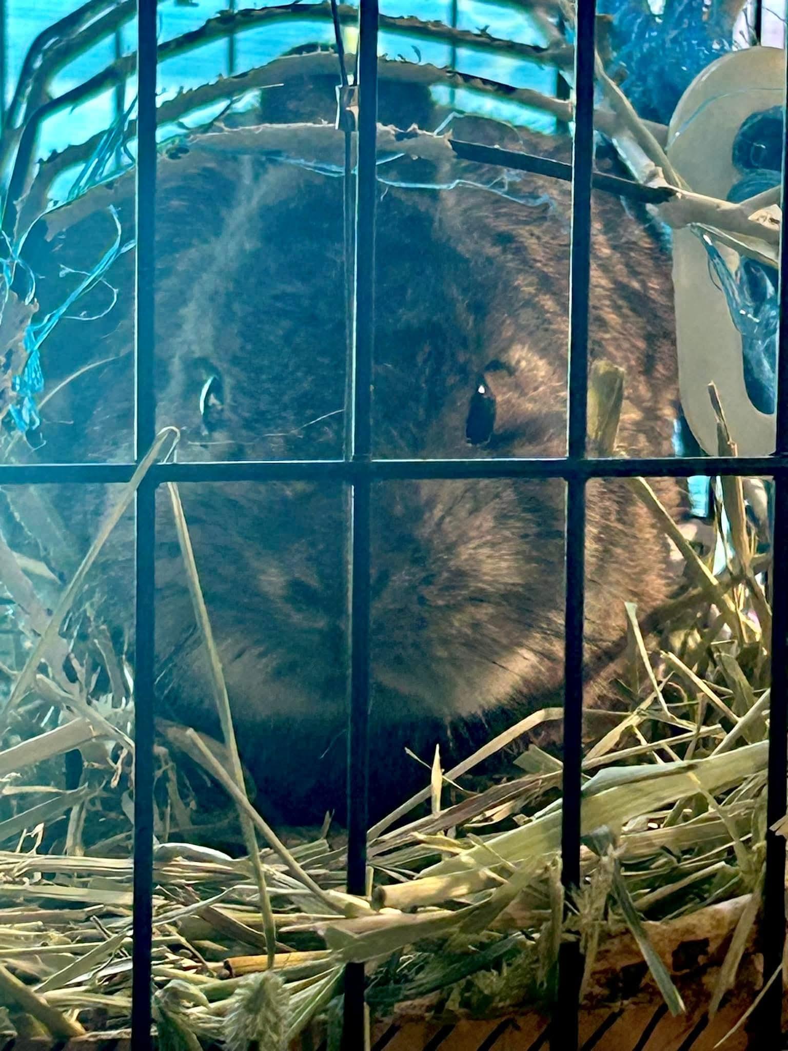 Teddy, Adoptable, Young Female Netherland Dwarf.