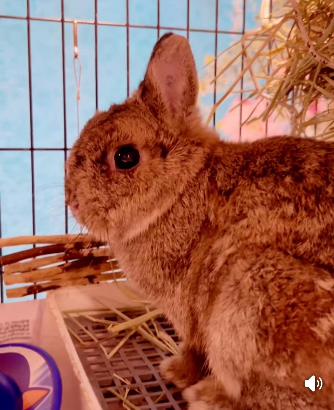 Teddy, a Adoptable mixed breed in Paradis, LA image 2/3