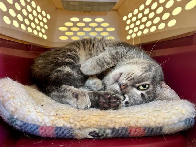 Enlarge Lulu, a Adoptable Tabby in Escondido, CA image 2/3