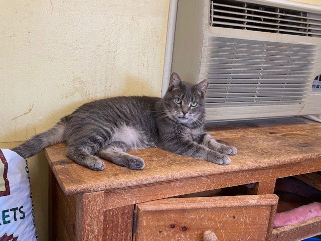 Enlarge Lulu, a Adoptable Tabby in Escondido, CA image 3/3