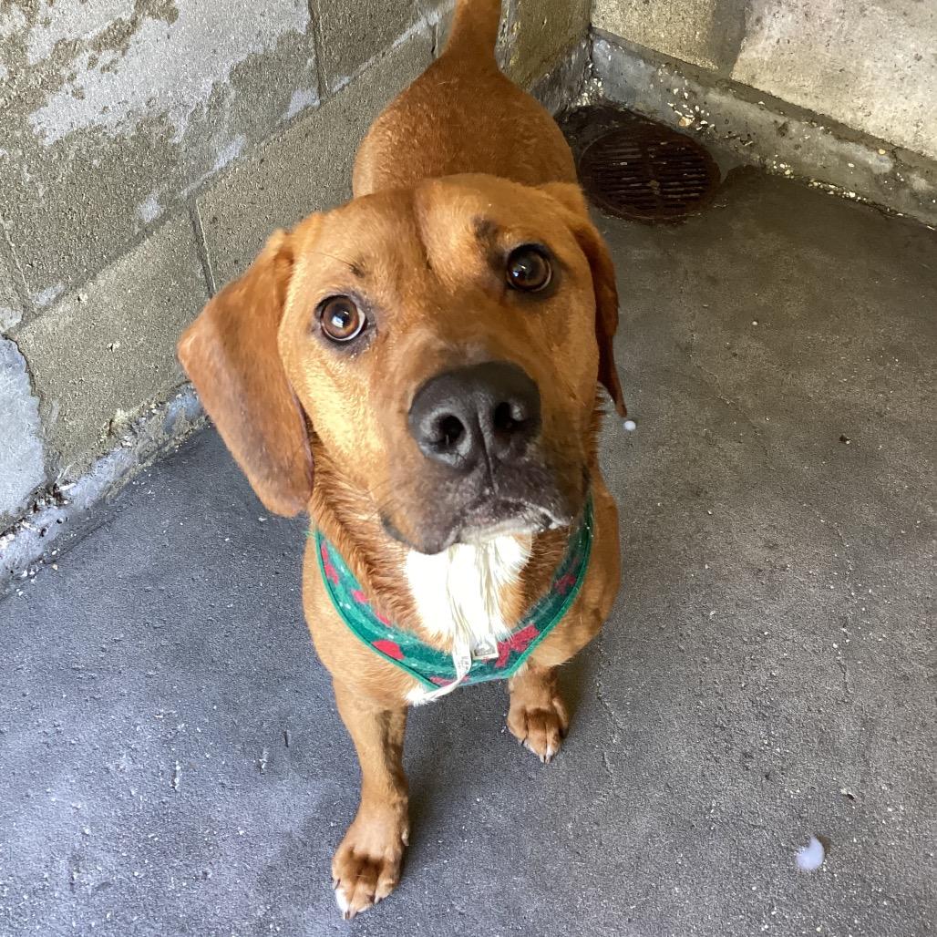 Damian, Adoptable, Young Male Mixed Breed.