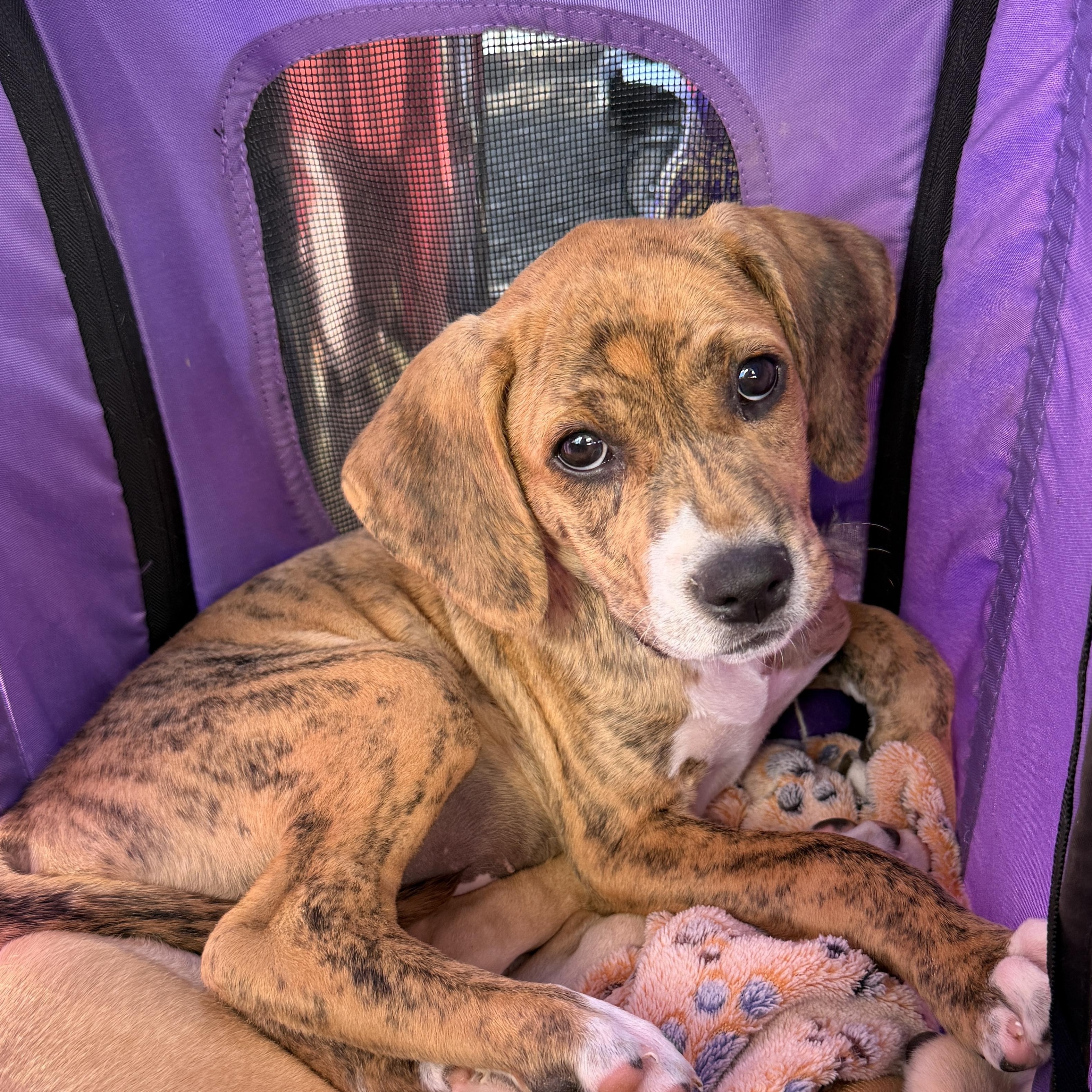 Journey, ADOPTABLE, Puppy Male Treeing Walker Coonhound & Pit Bull Terrier.