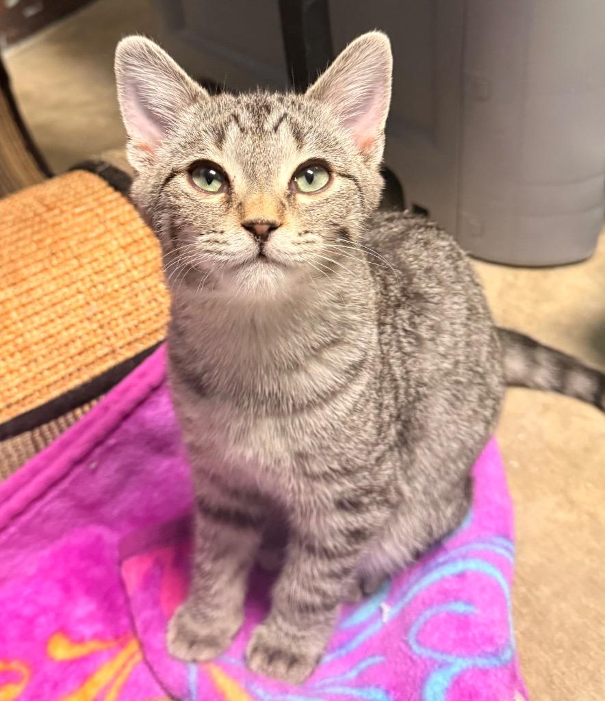 Perry, Adoptable, Kitten Male Domestic Short Hair.