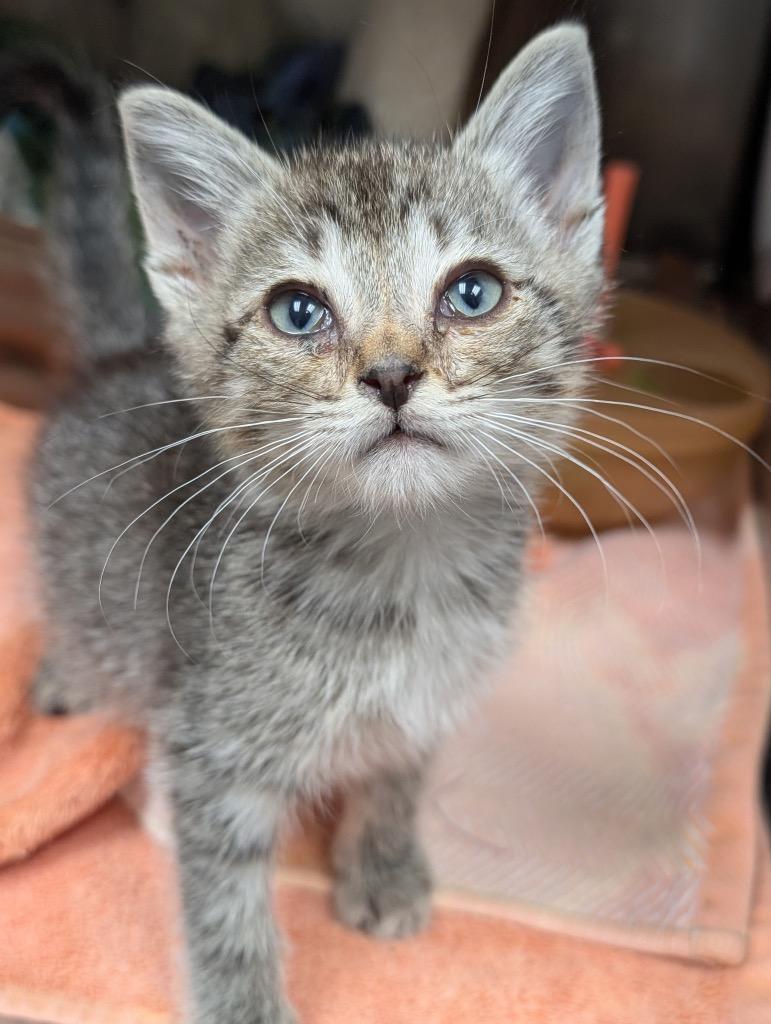 Enlarge Perry, a Adoptable mixed breed in Defiance, OH image 2/6