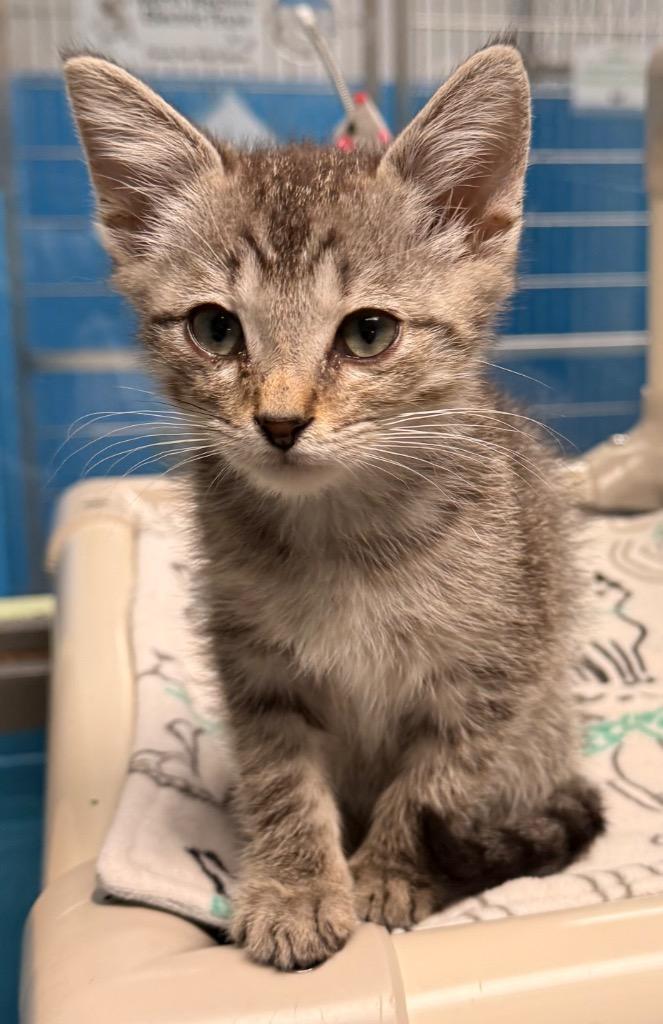 Enlarge Perry, a Adoptable mixed breed in Defiance, OH image 3/6