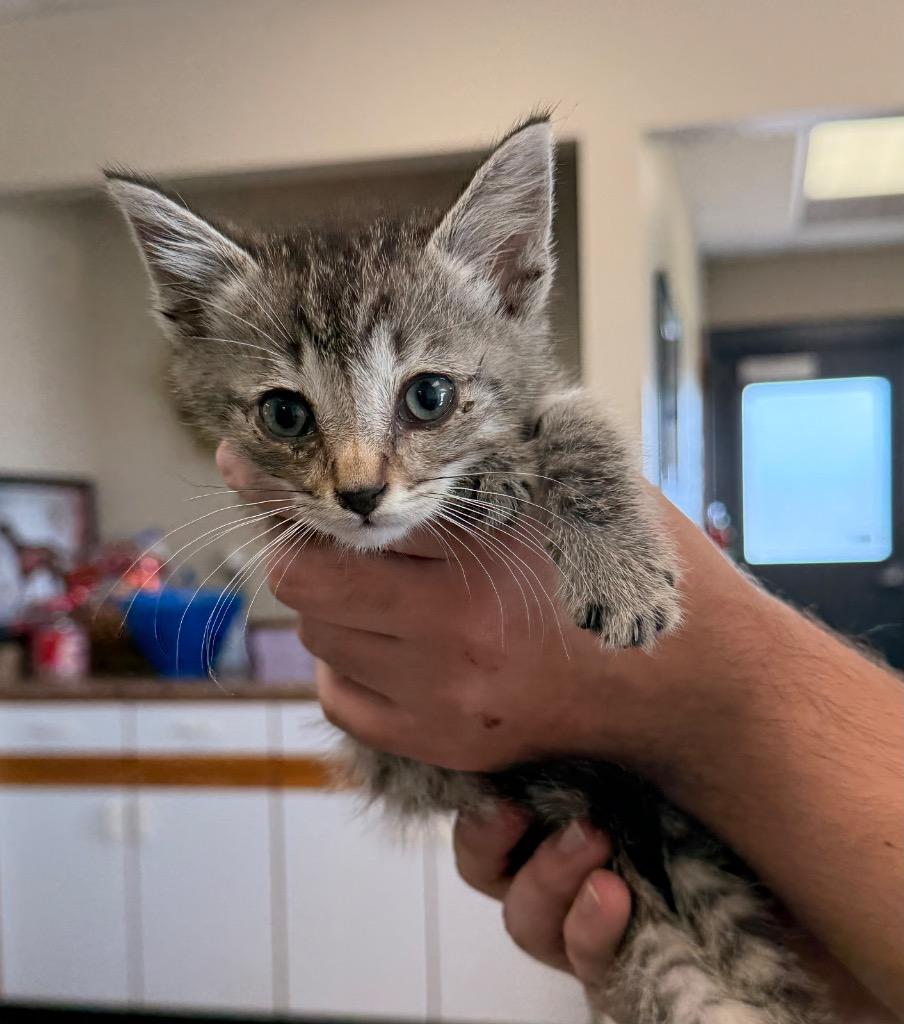 Enlarge Perry, a Adoptable mixed breed in Defiance, OH image 4/6