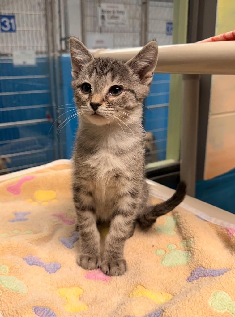 Enlarge Perry, a Adoptable mixed breed in Defiance, OH image 5/6