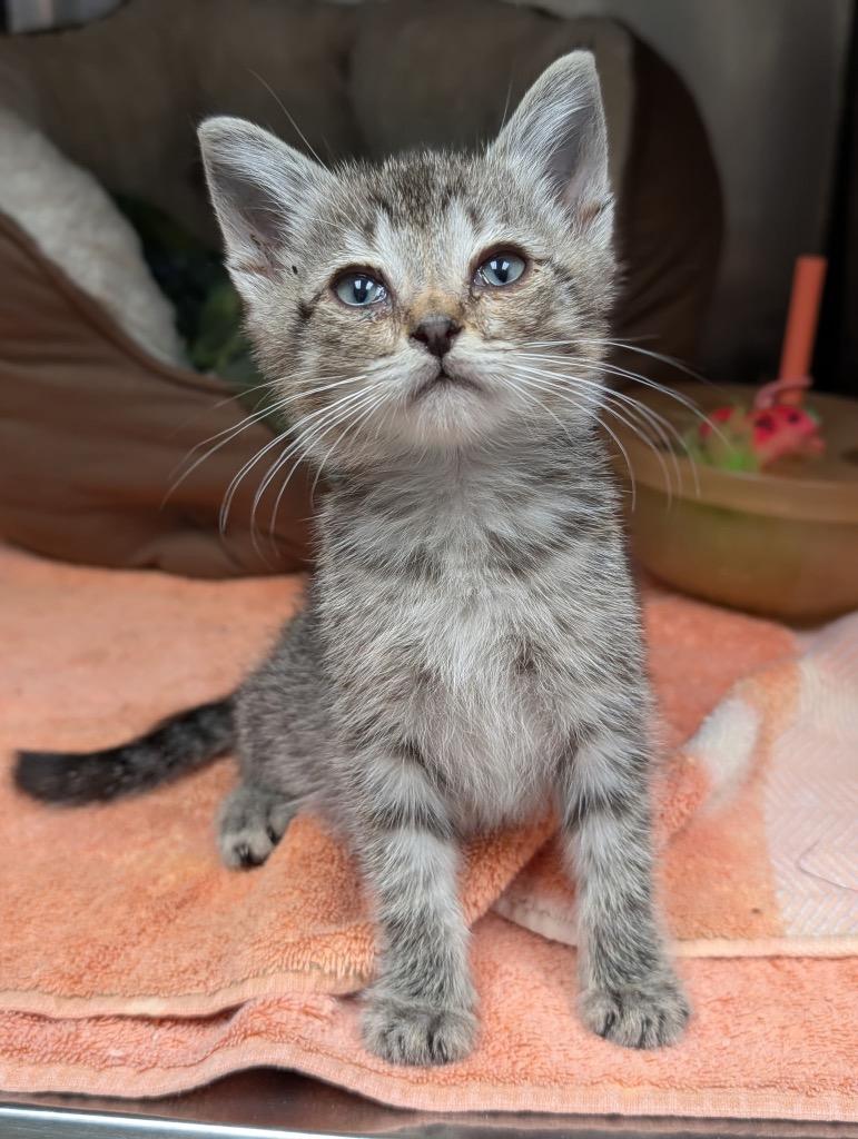 Enlarge Perry, a Adoptable mixed breed in Defiance, OH image 6/6