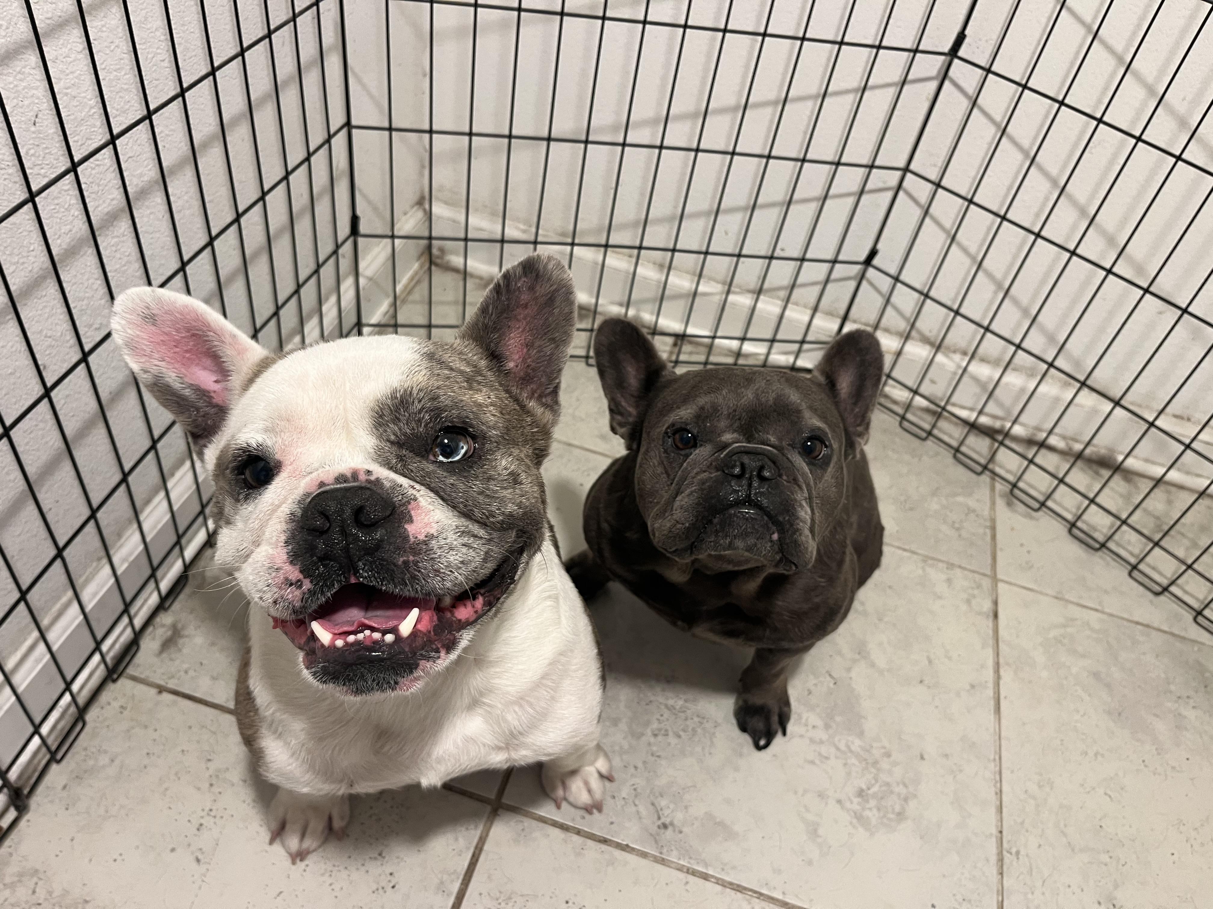 Maui, Adoptable, Adult Male French Bulldog.