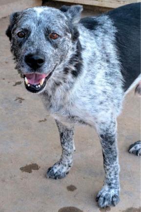 Enlarge KINGSLEY, a Adoptable mixed breed in Pena Blanca, NM image 1/1