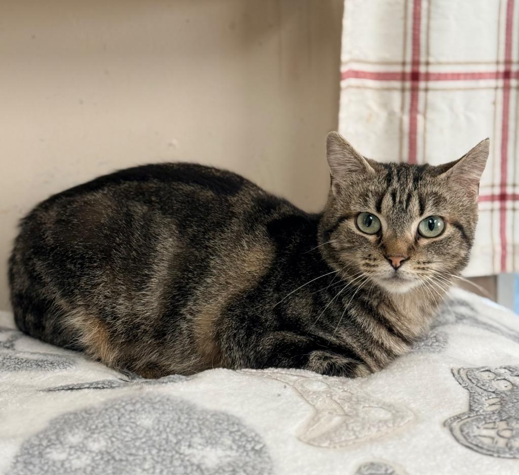 Enlarge KENDALL, a Adoptable mixed breed in North Vernon, IN image 1/2
