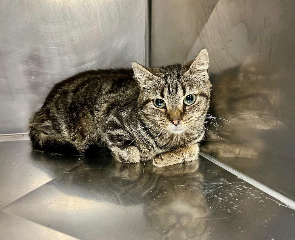 KENDALL, Adoptable, Young Female Domestic Short Hair.