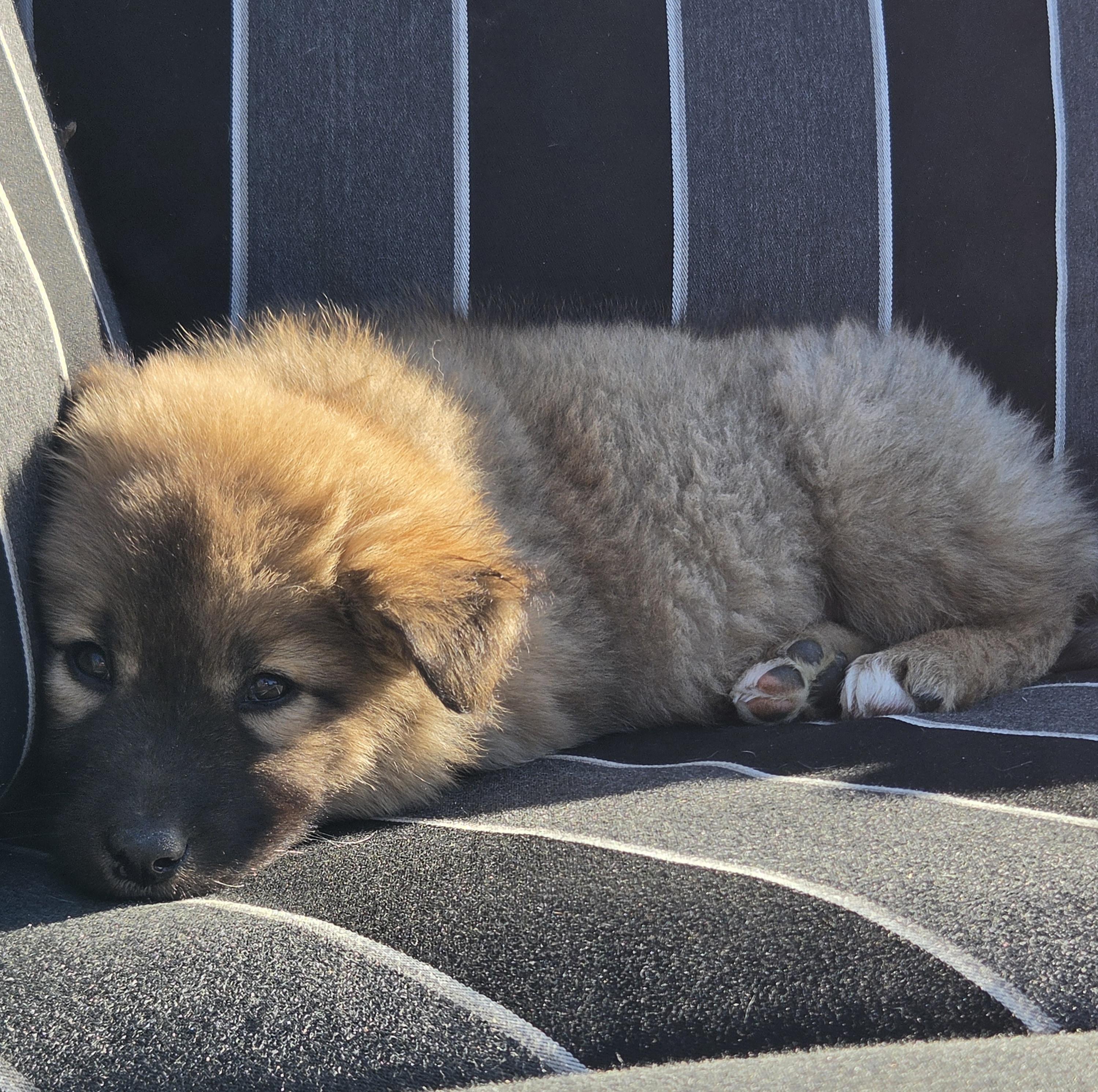 Enlarge Lizzie, a Adoptable Mixed Breed in Saskatoon, SK image 2/6