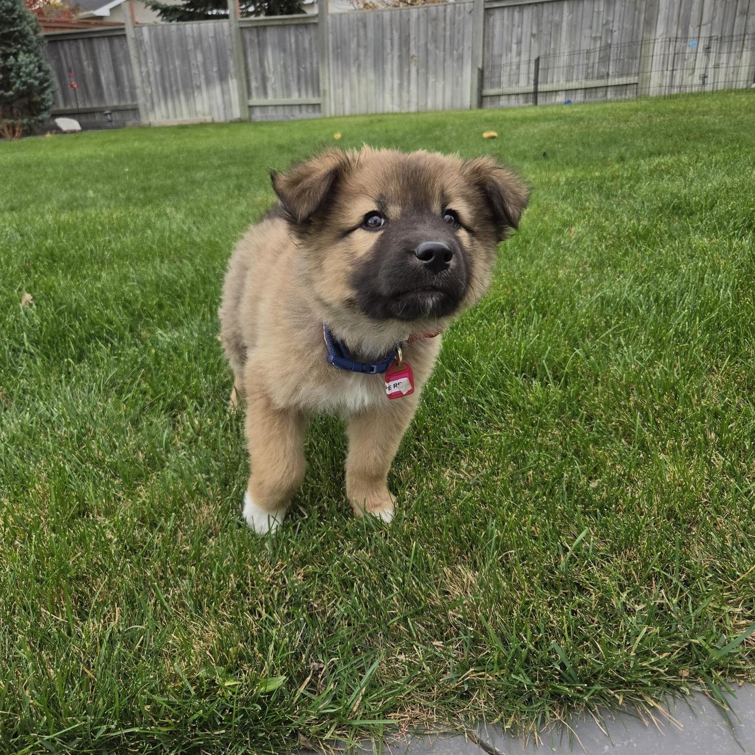Lizzie, Adoptable, Puppy Female Mixed Breed.