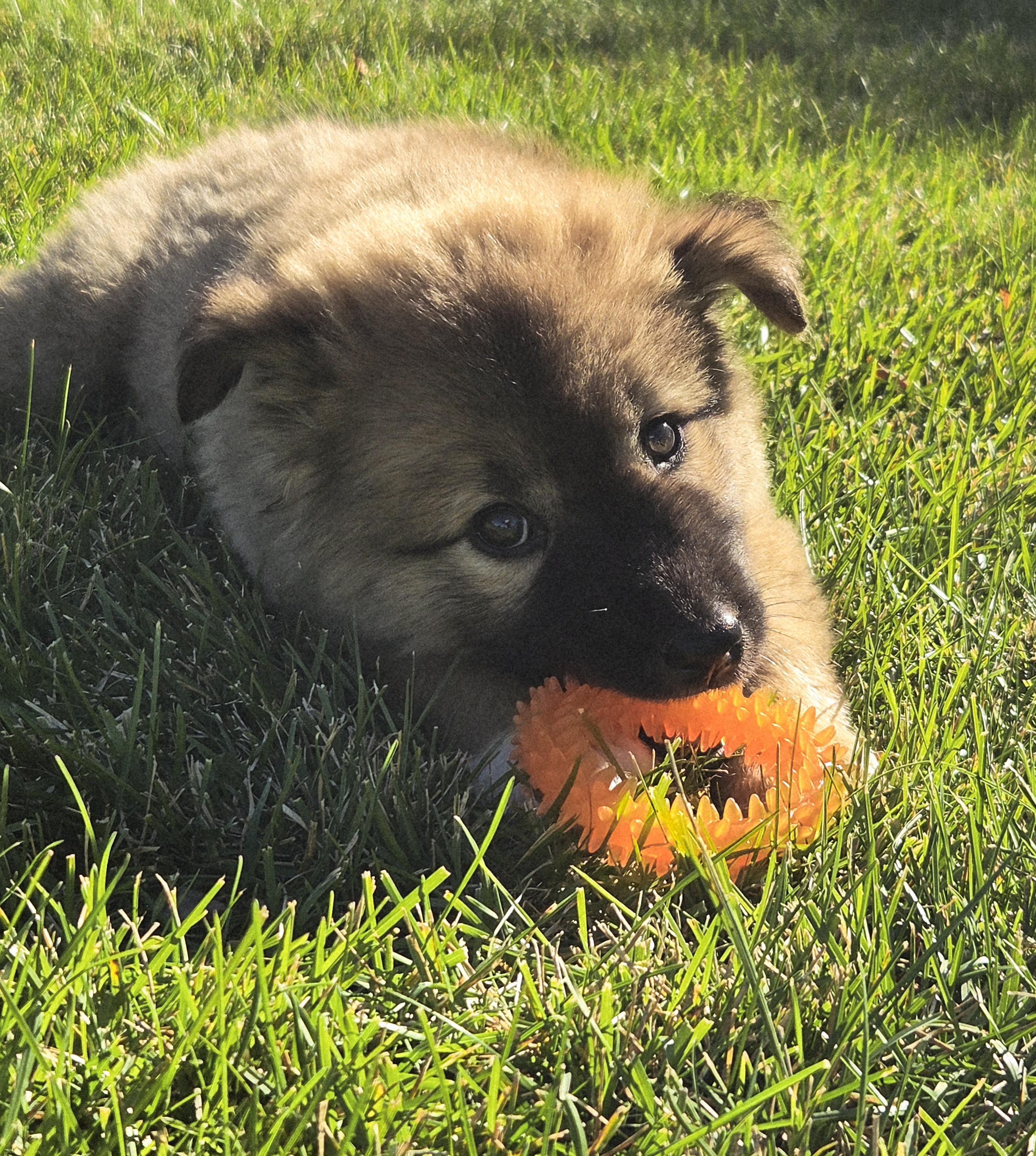 Enlarge Lizzie, a Adoptable Mixed Breed in Saskatoon, SK image 5/6
