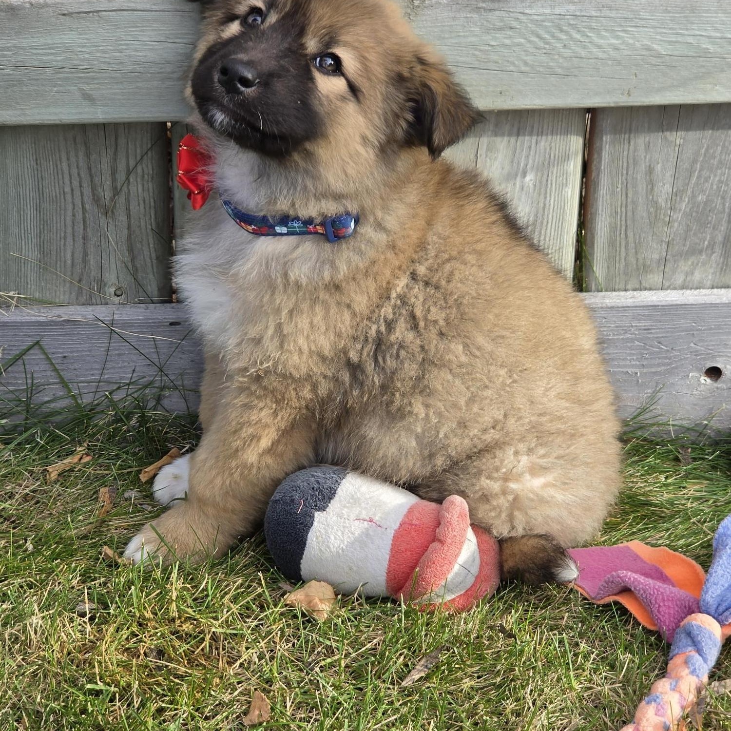 Enlarge Lizzie, a Adoptable Mixed Breed in Saskatoon, SK image 3/6