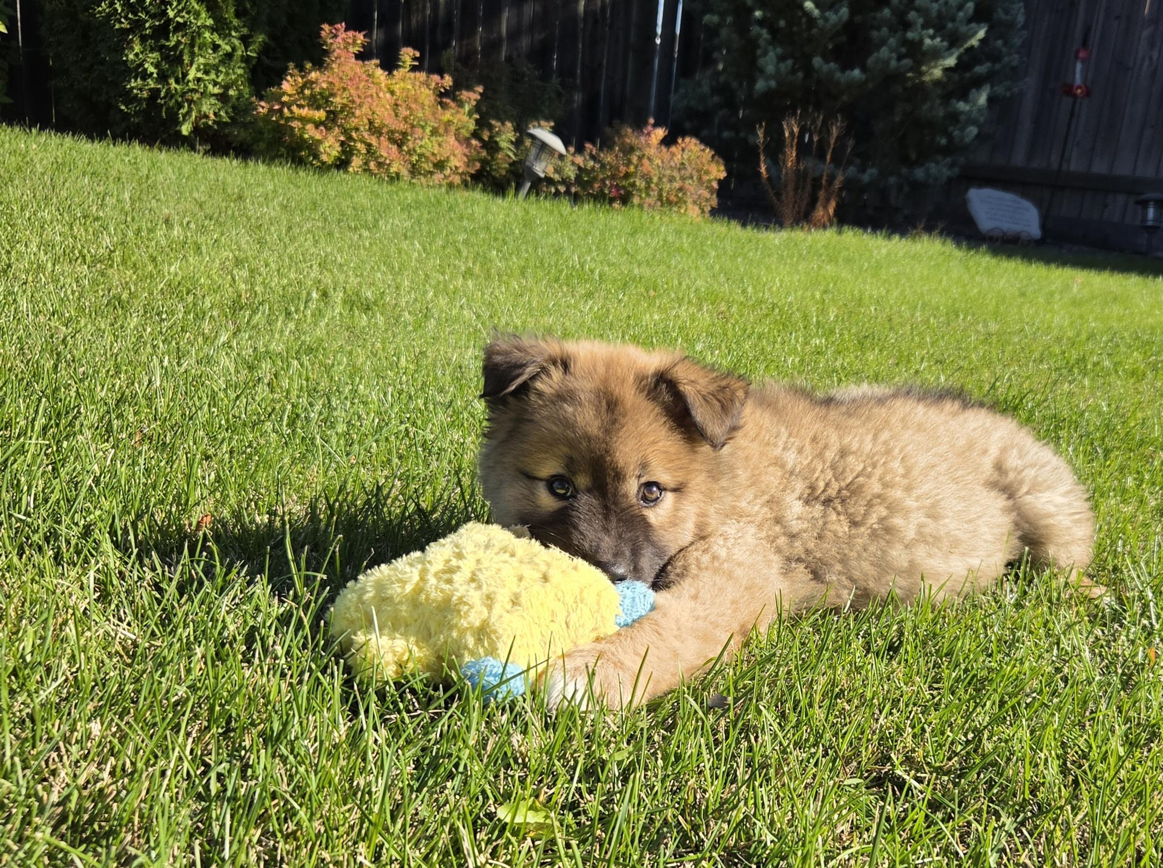 Enlarge Lizzie, a Adoptable Mixed Breed in Saskatoon, SK image 4/6