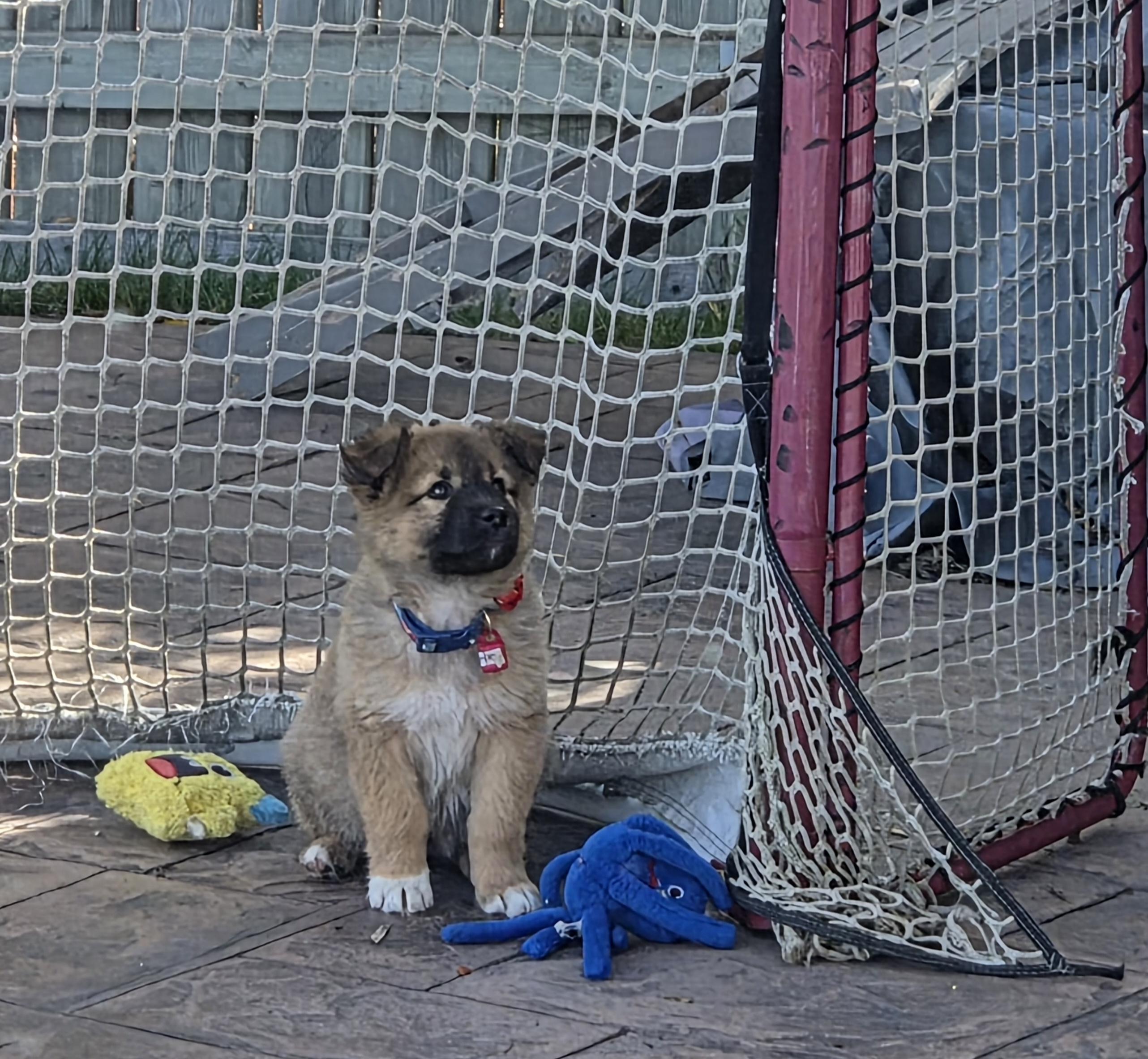 Enlarge Lizzie, a Adoptable Mixed Breed in Saskatoon, SK image 6/6