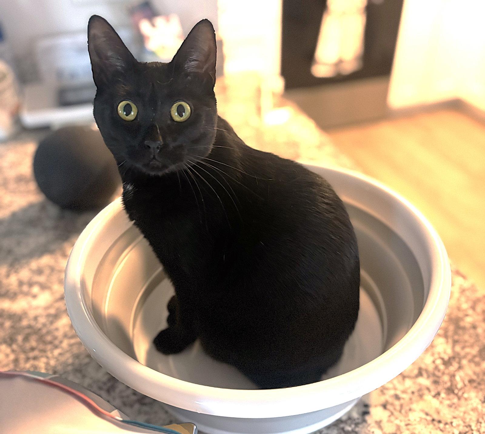 Enlarge Lyric, a Adoptable Domestic Short Hair in Fort Myers, FL image 1/1