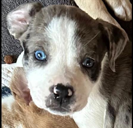 Enlarge America, an adopted mixed breed in Mesa, AZ image 4/4