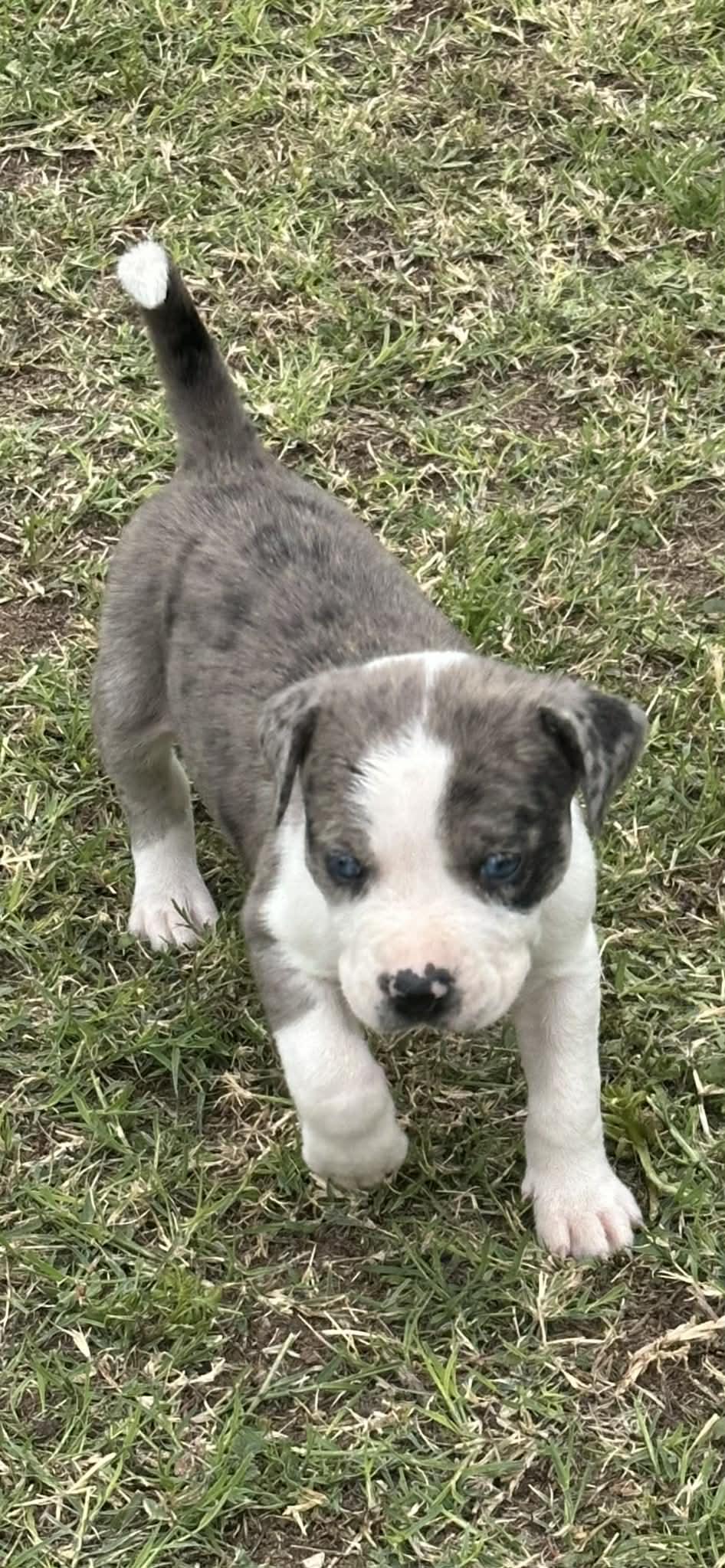 Enlarge America, an adopted mixed breed in Mesa, AZ image 2/4