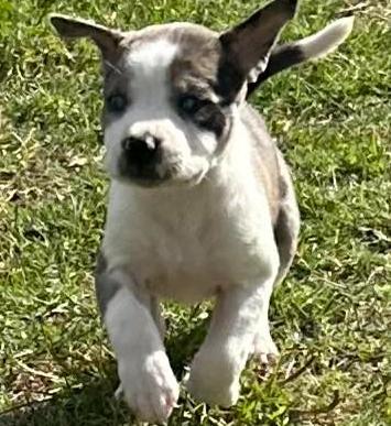 America, adopted, Puppy Female American Staffordshire Terrier.