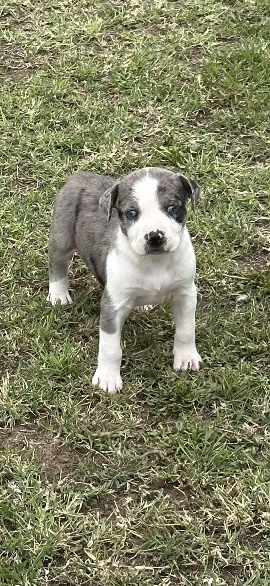 Enlarge America, an adopted mixed breed in Mesa, AZ image 3/4