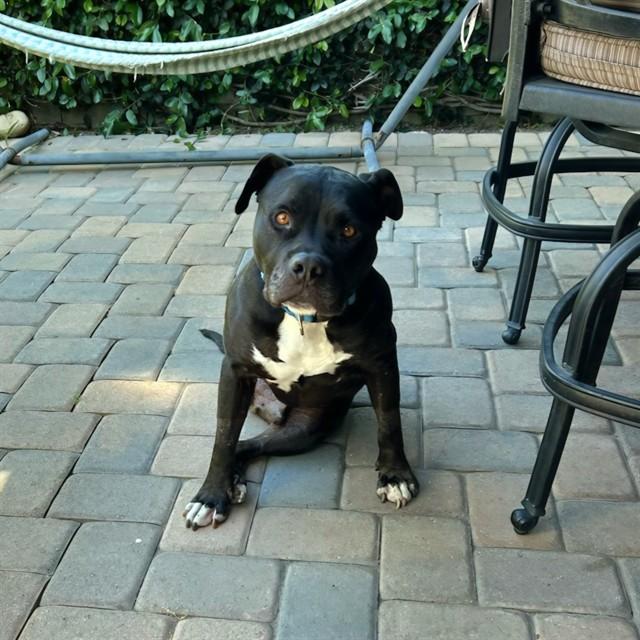 ONYX, Adoptable, Adult Male Pit Bull Terrier.