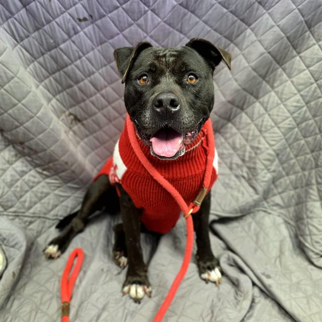 Enlarge ONYX, a Adoptable Pit Bull Terrier in Long Beach, CA image 1/2