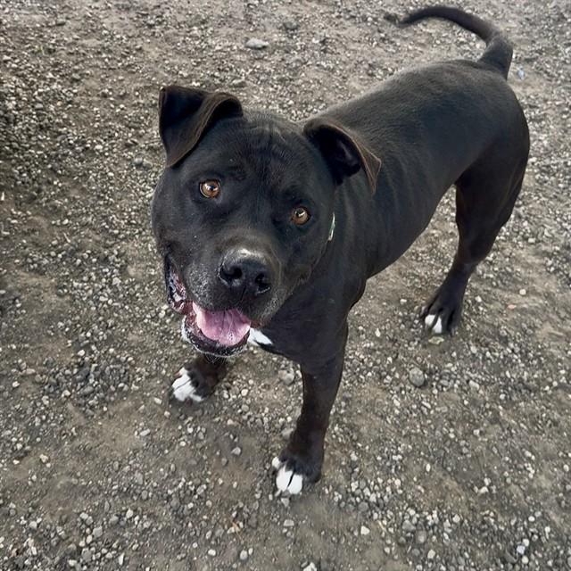 ONYX, Adoptable, Adult Male Pit Bull Terrier.