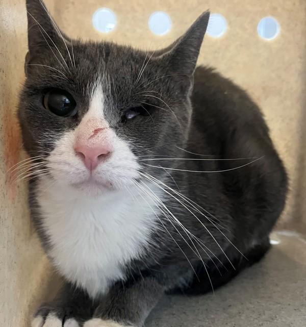 Enlarge Lapis, a Adoptable mixed breed in Staten Island, NY image 1/1