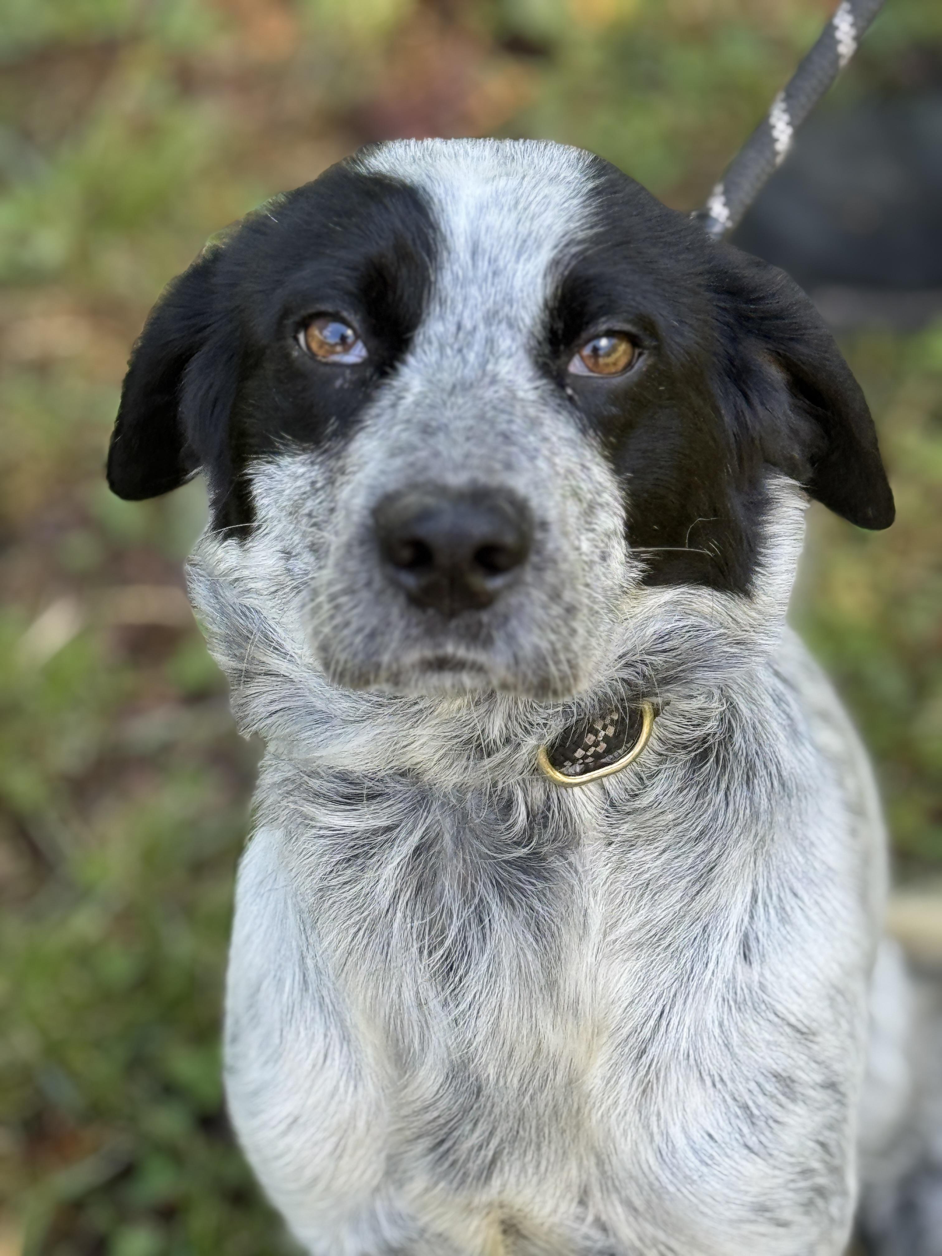 Galaxy, ADOPTABLE, Young Female English Setter.