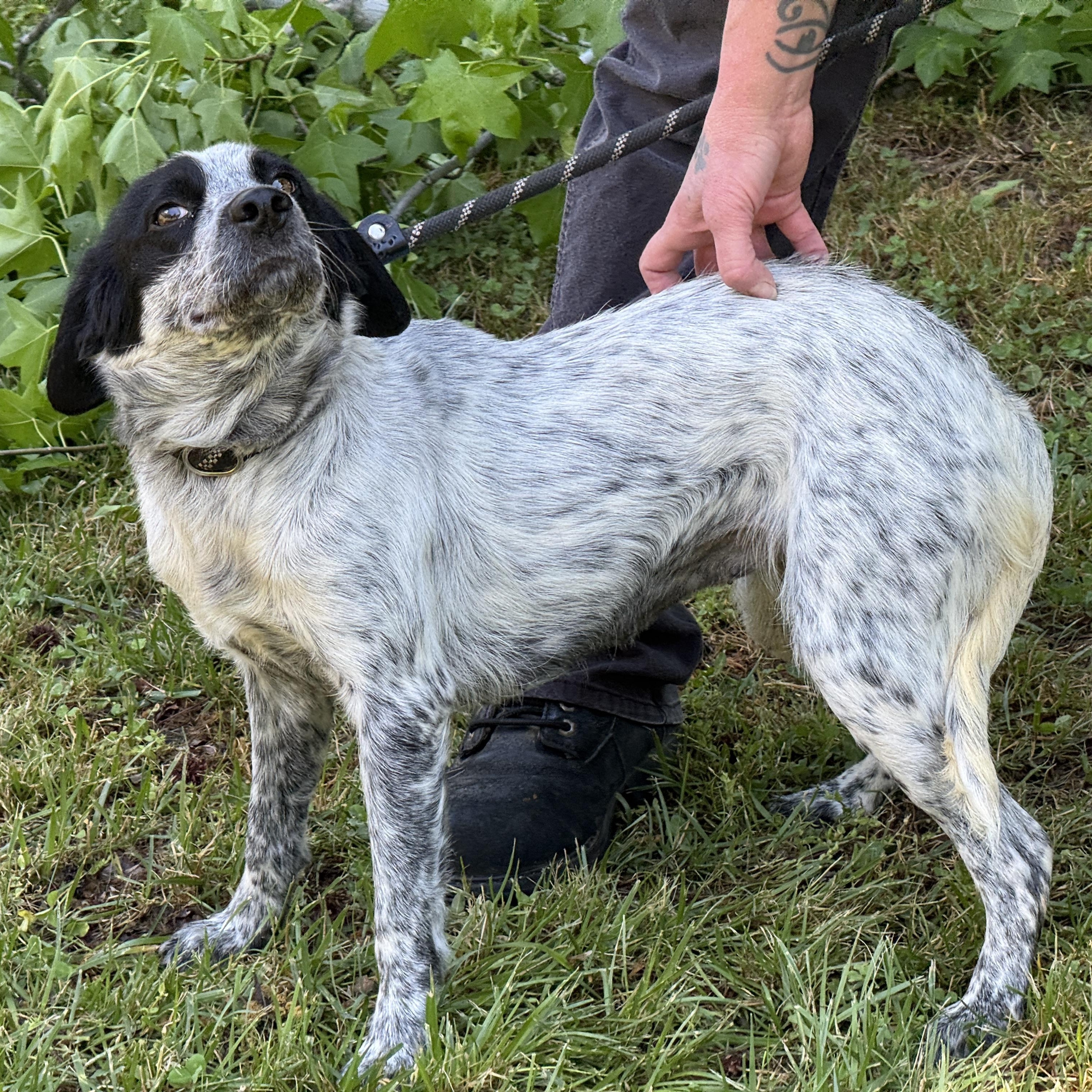 Enlarge Galaxy, a ADOPTABLE mixed breed in Richmond, VA image 6/6