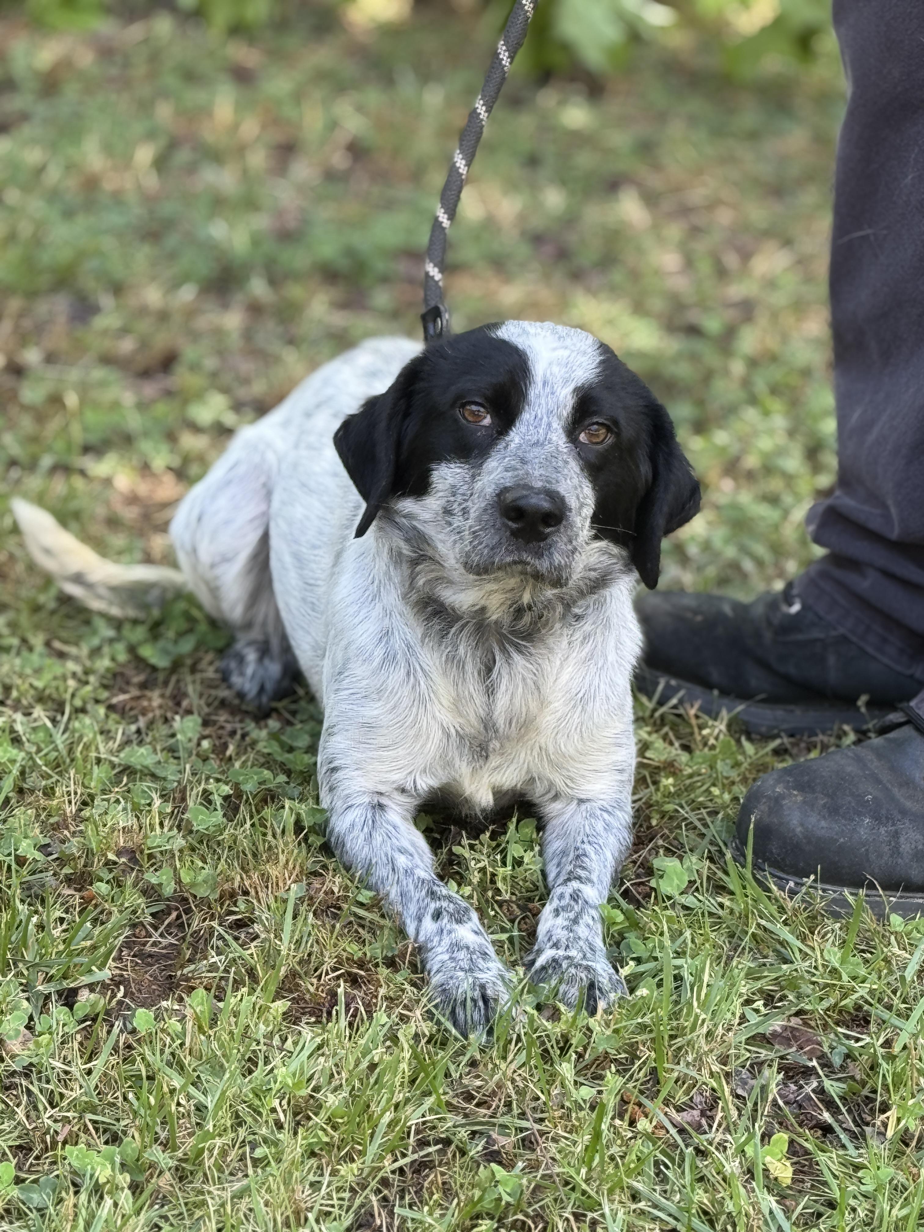 Enlarge Galaxy, a ADOPTABLE mixed breed in Richmond, VA image 3/6
