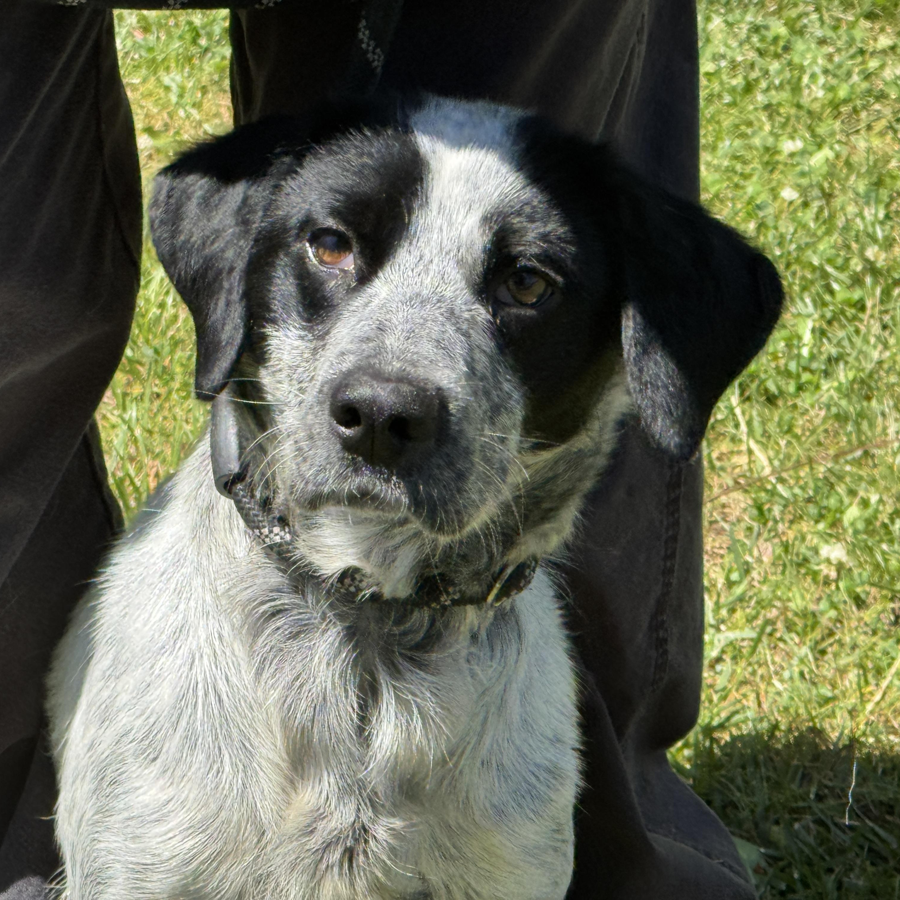 Enlarge Galaxy, a ADOPTABLE mixed breed in Richmond, VA image 2/6