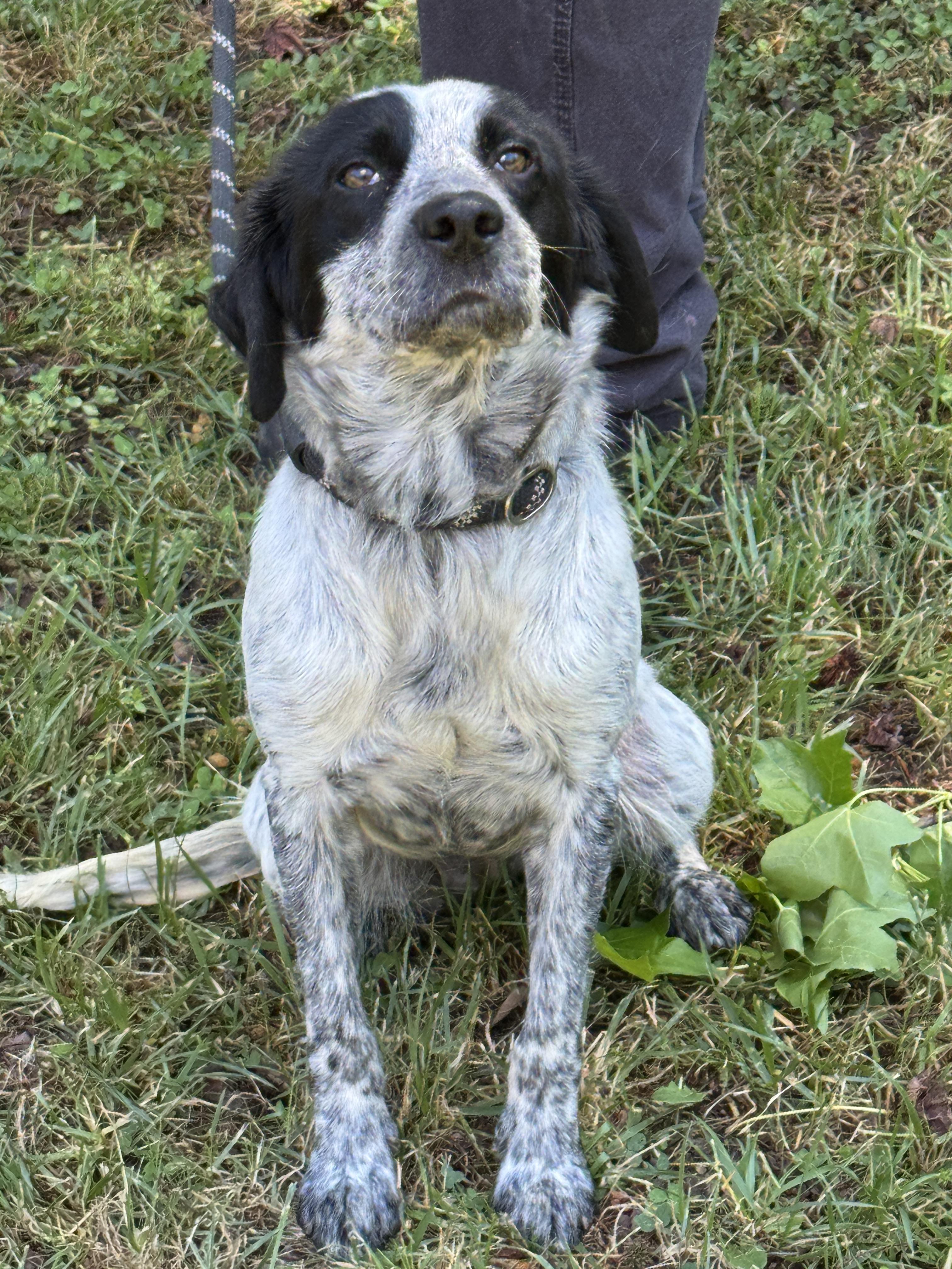 Enlarge Galaxy, a ADOPTABLE mixed breed in Richmond, VA image 5/6