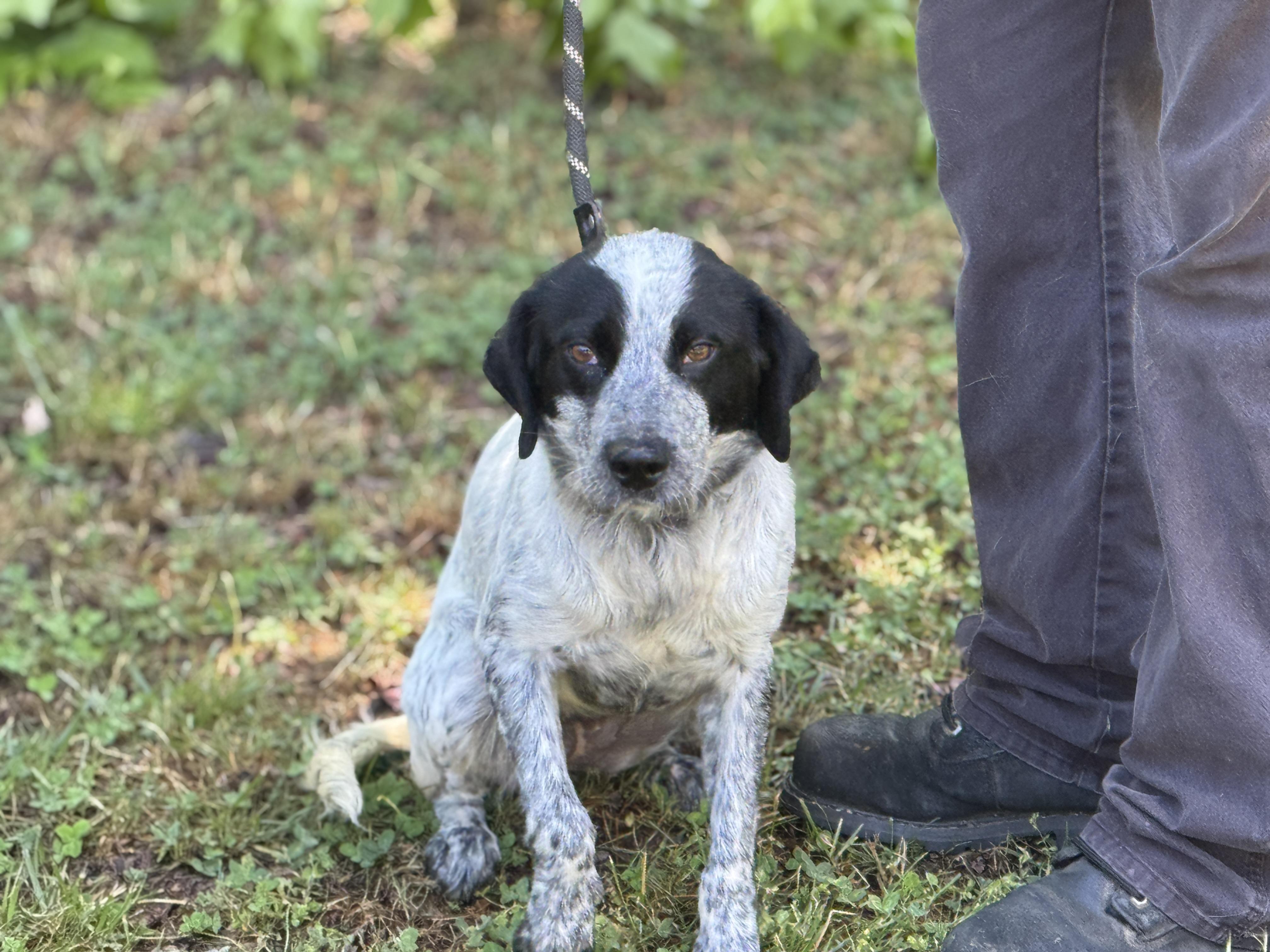 Enlarge Galaxy, a ADOPTABLE mixed breed in Richmond, VA image 4/6