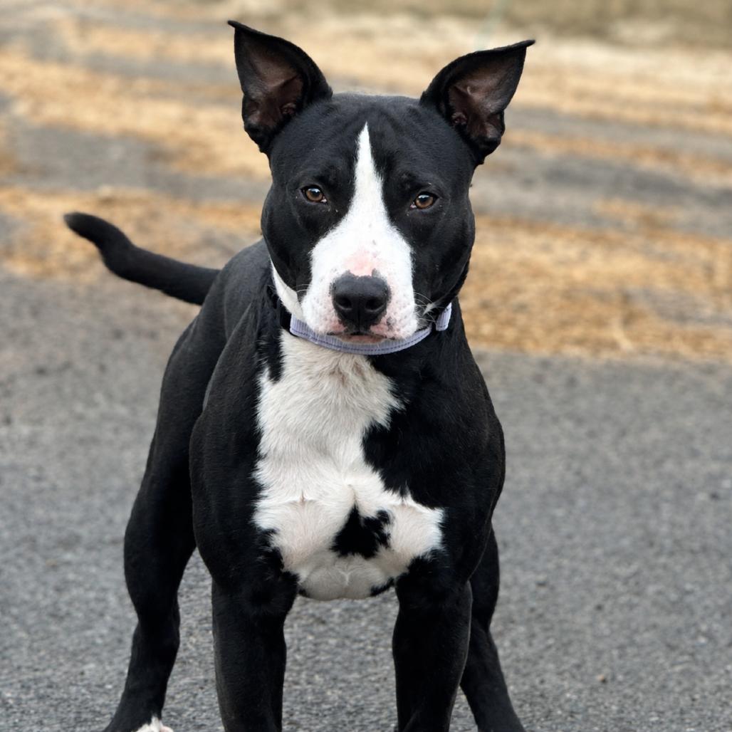 Wally, Adoptable, Adult Male Terrier & Mixed Breed.