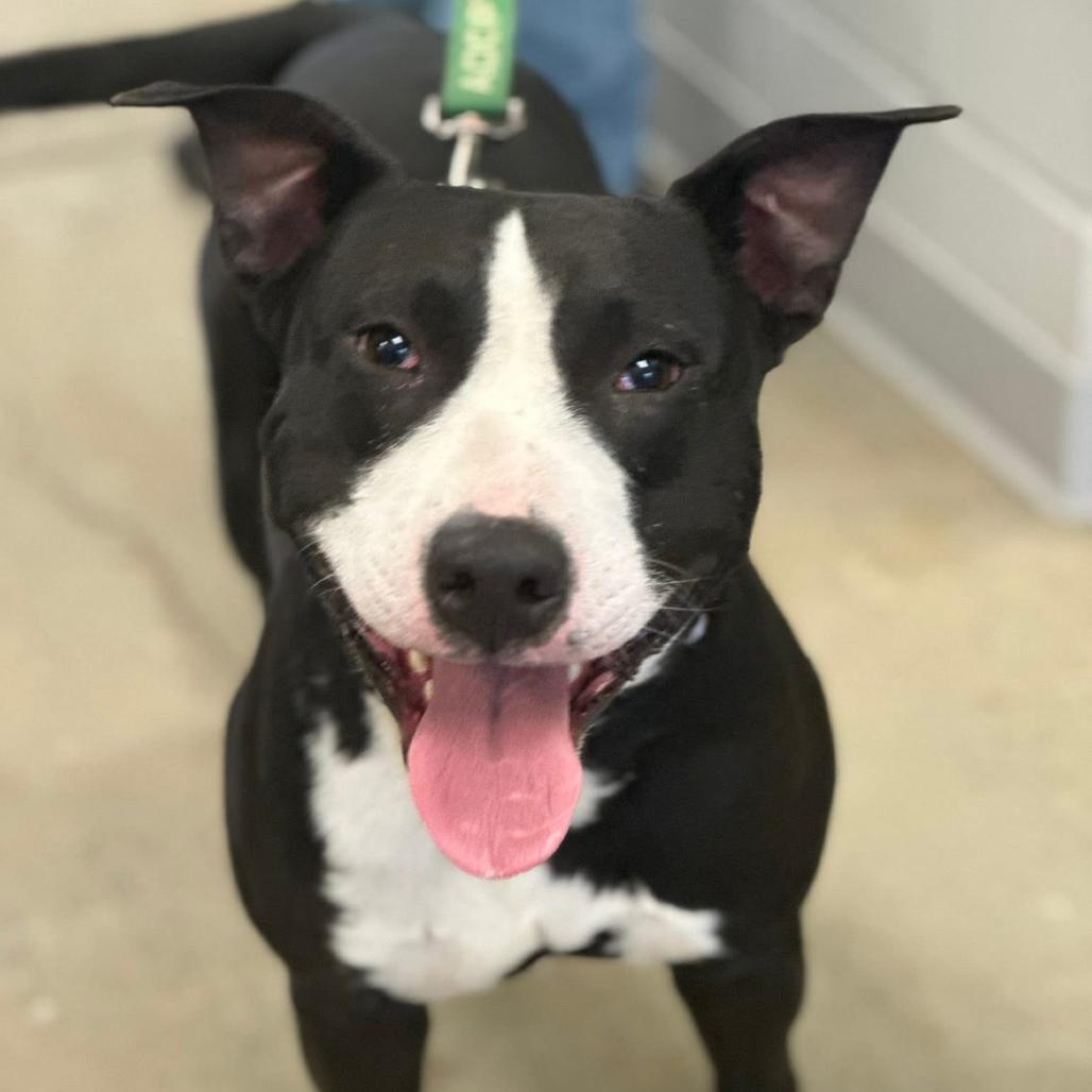 Enlarge Wally, a Adoptable mixed breed in Marshall, TX image 2/6