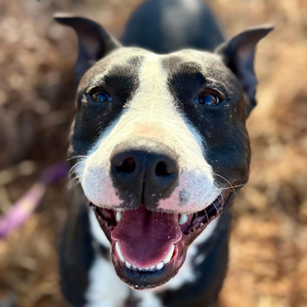 Enlarge Wally, a Adoptable mixed breed in Marshall, TX image 3/6