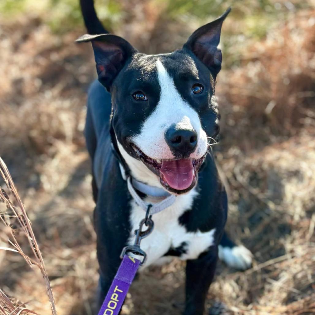 Enlarge Wally, a Adoptable mixed breed in Marshall, TX image 4/6